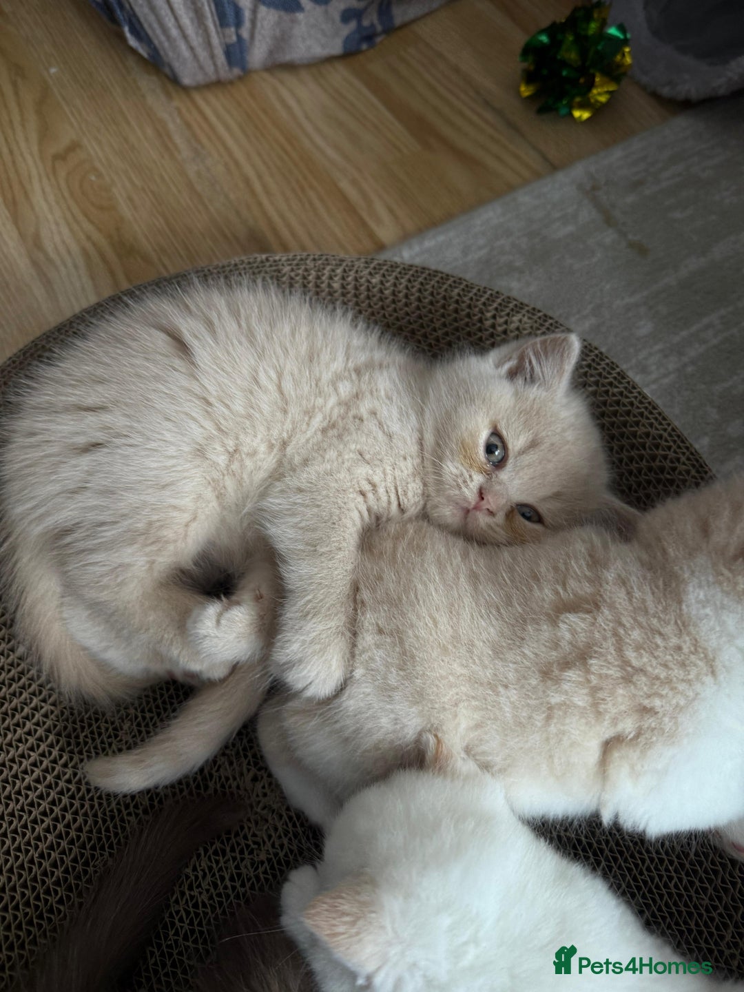 British Shorthair cats for sale: Gccf british shorthair kittens  - Image 8