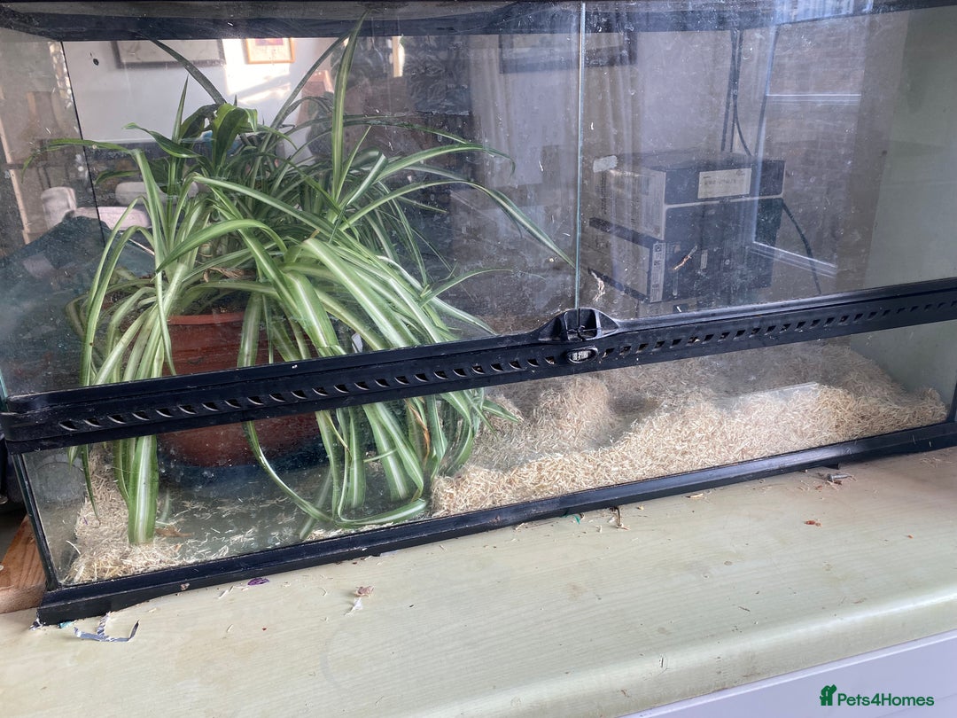 Dragon reptiles for sale: Charcoal female corn snake needs new home - Advert 5