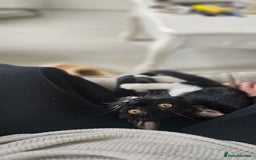 British Shorthair cats for sale: Kittens ready for their forever homes 💕 - Image 7