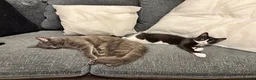 Mixed Breed cats for sale: 2 male kittens must be rehomed together  - Advert 12