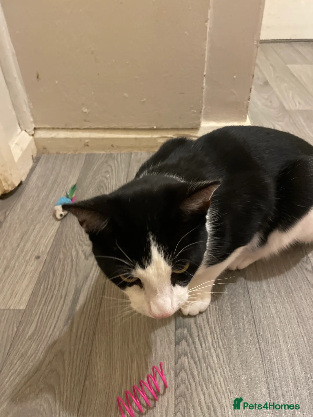 Mixed Breed cats for sale: Male cat - Advert 2