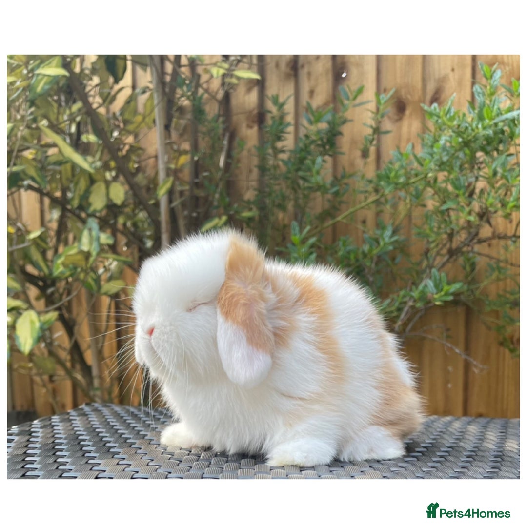 Mini Lop rabbits for sale: Beautiful mini lops for sale  in Nottingham - Image 2