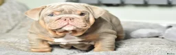 English Bulldog dogs for sale: Like Father Like Son 1 Male pup available in Burnley - Advert 10