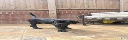 Cane Corso dogs for sale: Rare Solid Black Corso Female | Elite EU Bloodline in Canterbury - Advert 4