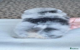 Pomeranian dogs for stud: Rare Blue & Tan Merle Pomeranian Stud– No Fee (£0) - Image 3