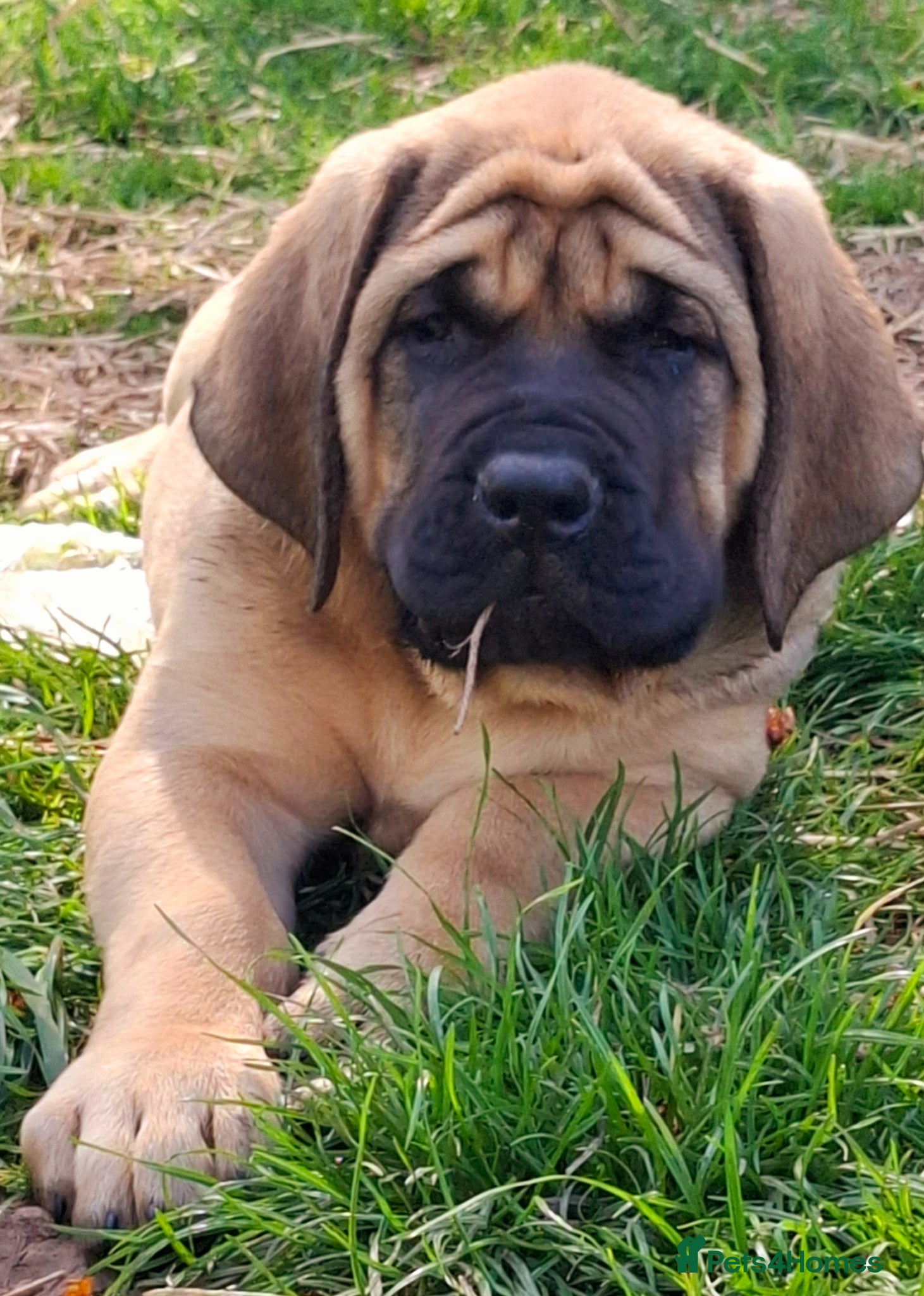 Mastiff dogs Mastiff puppies  - Advert 3