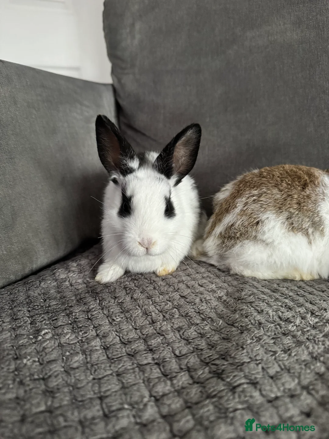 Mixed Breed rabbits for sale: Rex x Lop Baby Rabbits for Sale- READY NOW -1 left - Advert 2