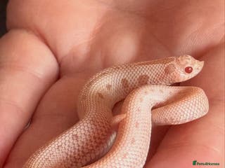 Snake reptiles Baby snakes for sale!! - Advert 4
