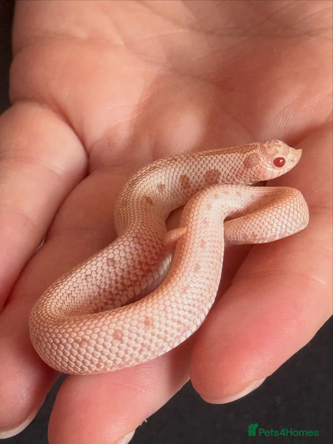 Snake reptiles for sale: Baby snakes for sale!! - Advert 1