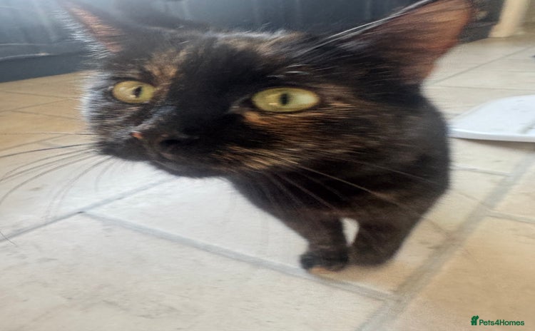Domestic Shorthair cats - Advert 2
