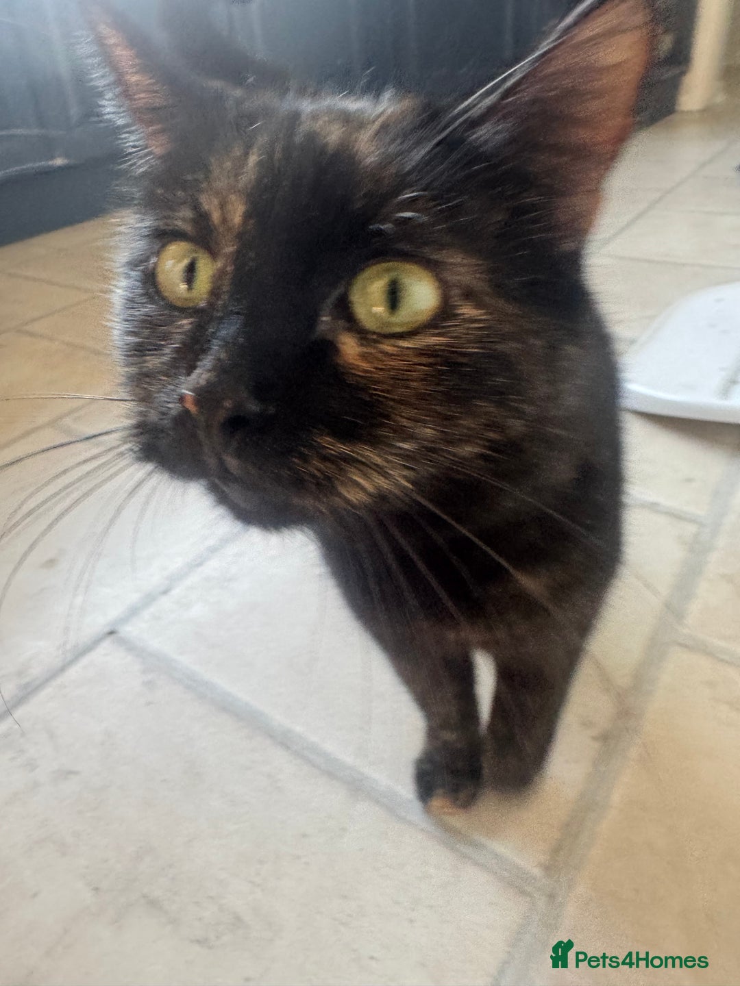 Domestic Shorthair cats for sale: Affectionate Female Cat Needs Calm cat  - Image 1