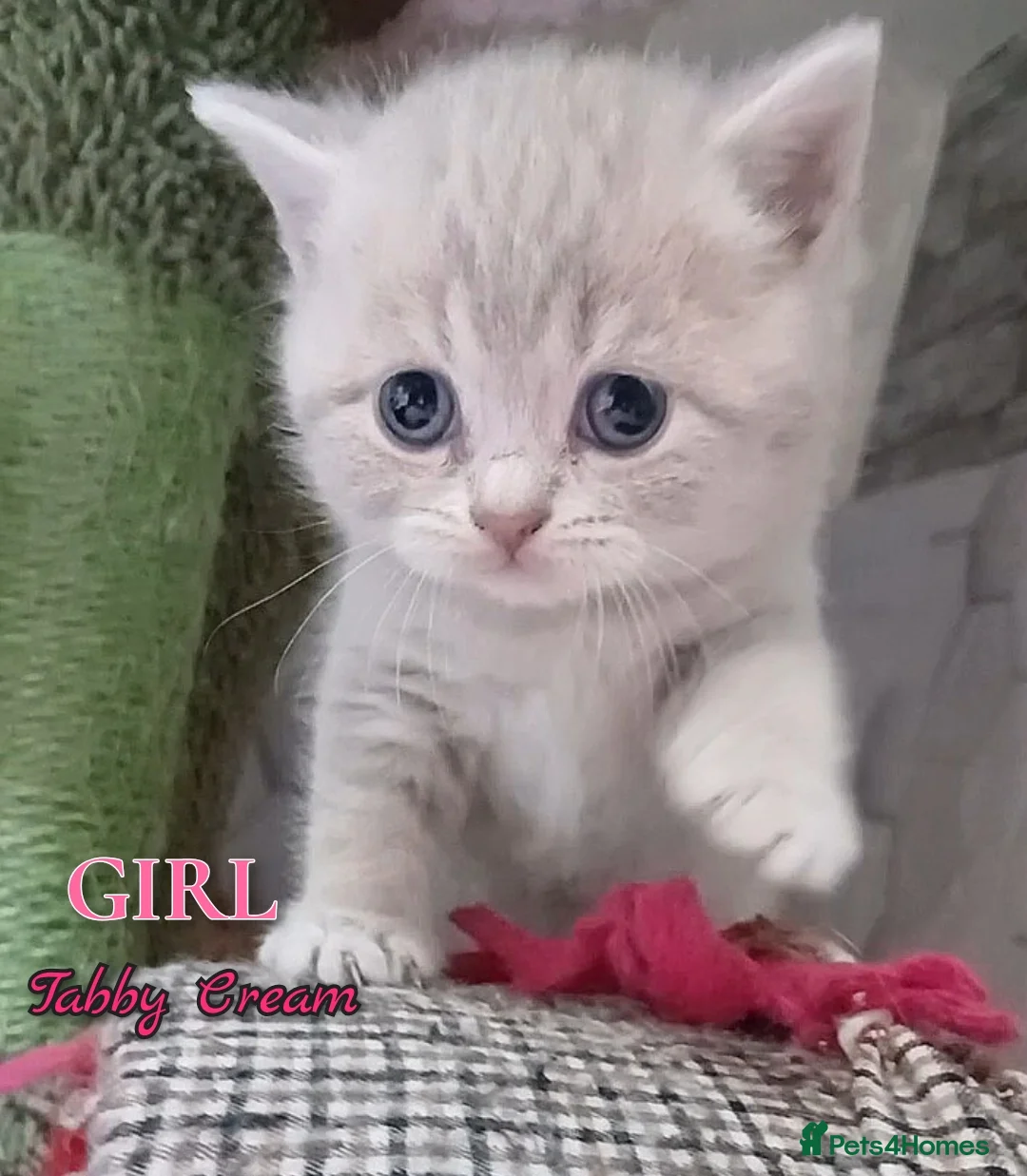 British Shorthair cats for sale: British Shorthair - Advert 2