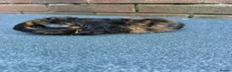 Guinea Pig rodents for sale: Beautiful Baby  Guinea pigs  - Advert 3