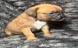 Boxer dogs for sale: Gorgeous litter of red and white boxers.  - Image 31