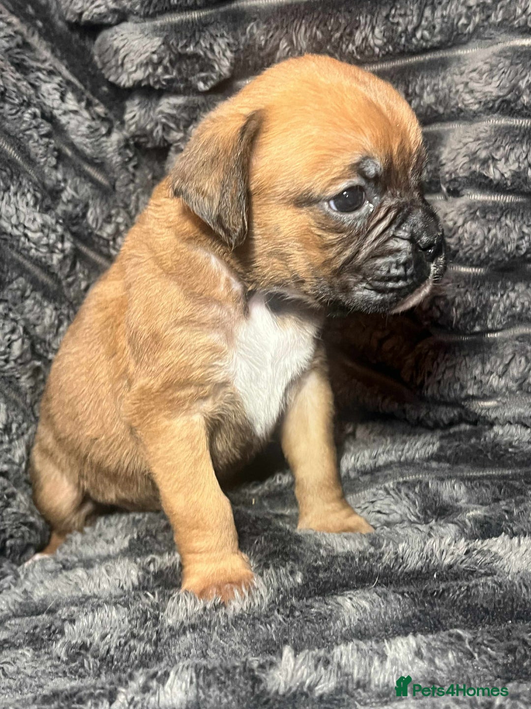 Boxer dogs for sale: Gorgeous litter of red and white boxers.  - Image 31