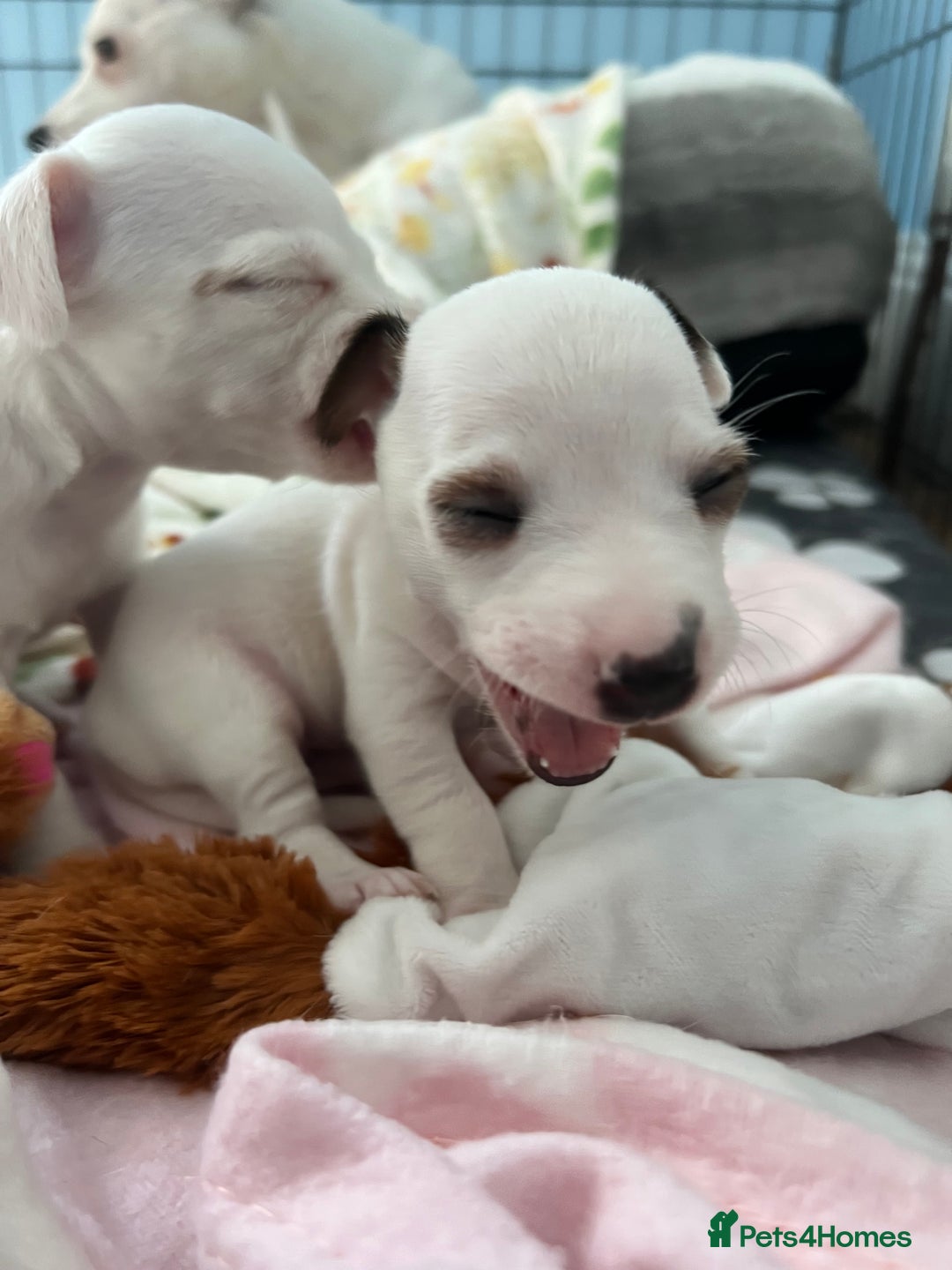 Jack Russell dogs for sale: Stunning Miniature Jack Russell Puppies!!! - Advert 27