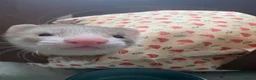 Ferret rodents for sale: One Jill panda left  - Advert 2