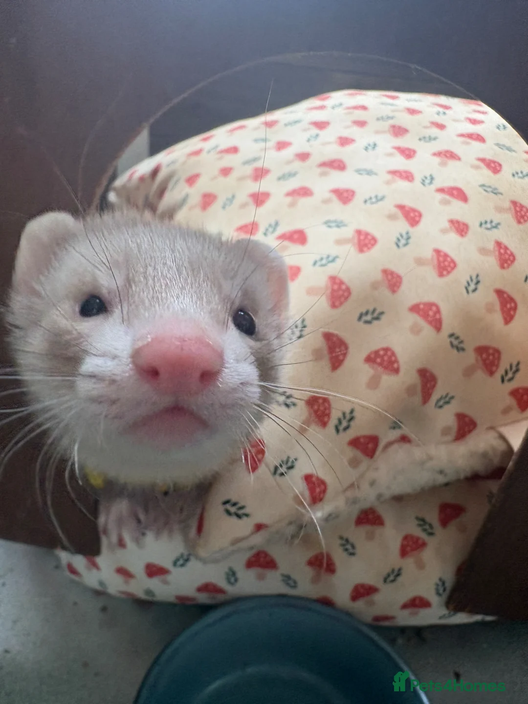 Ferret rodents for sale: One Jill panda left  - Advert 2