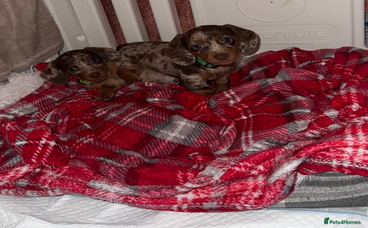 Dachshund dogs - Advert 9