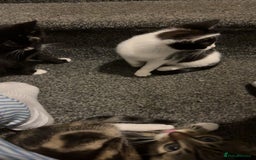 Domestic Shorthair cats for sale: 3 kittens for sale - Image 2