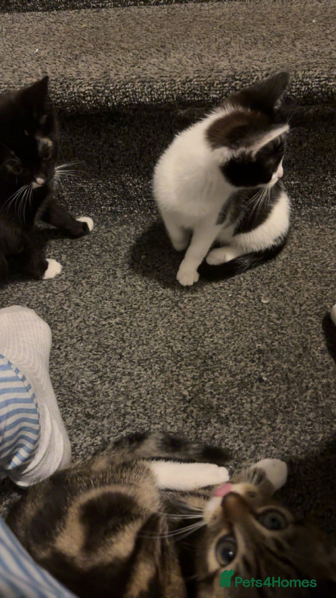Domestic Shorthair cats for sale: 3 kittens for sale - Image 2