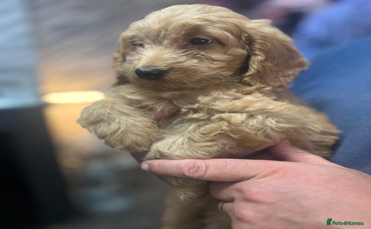 Cockapoo dogs - Advert 5