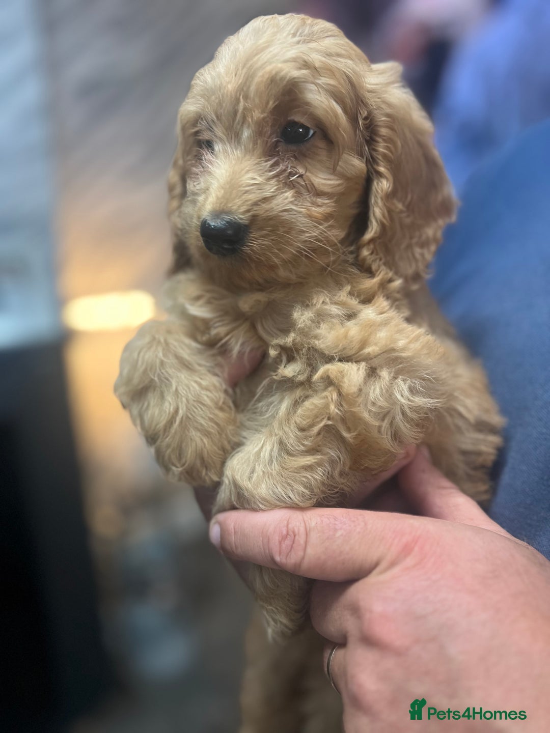 Cockapoo dogs for sale: Toy cockerpoos ready to go LAST PUPPY - Image 1