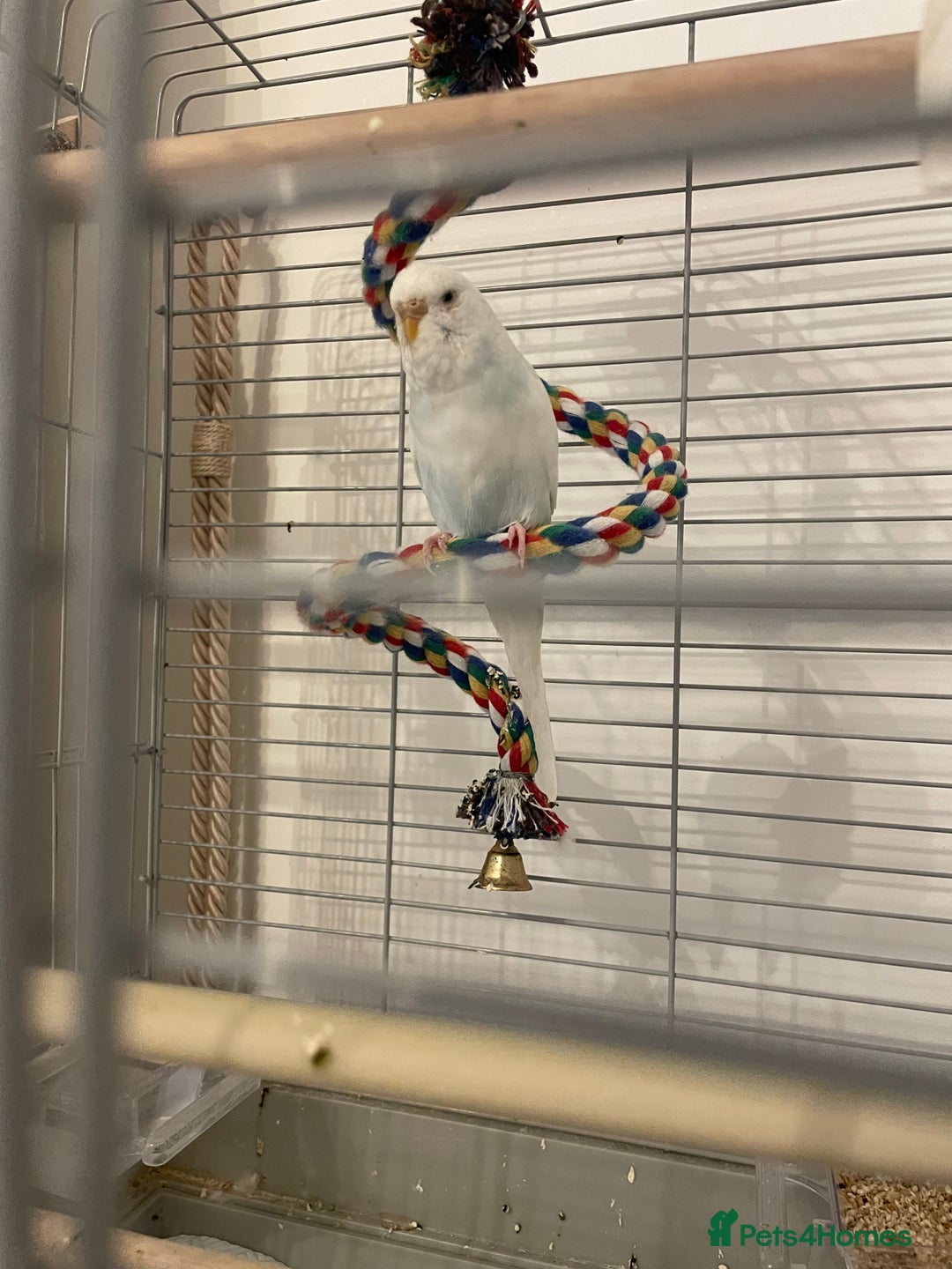 Budgerigars birds for sale: Budgie & Cage – Loving Home Wanted 🤍 - Advert 2