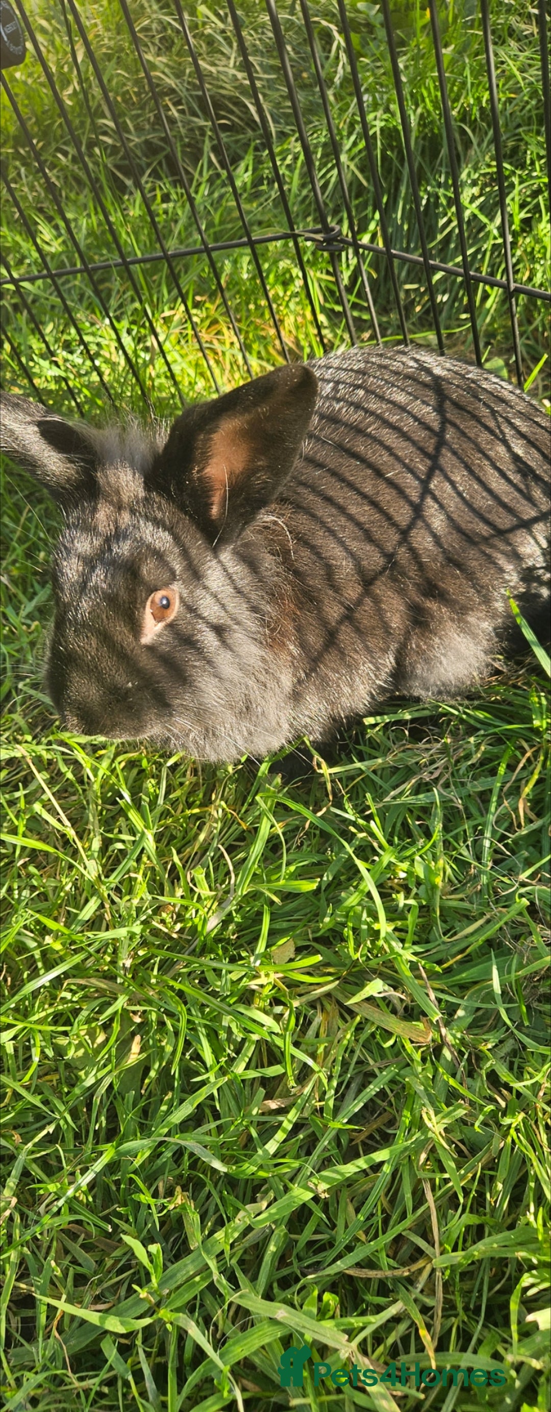Lionhead rabbits for sale: 💫💫💫 Lionhead rabbits 💫💫💫 - Image 8