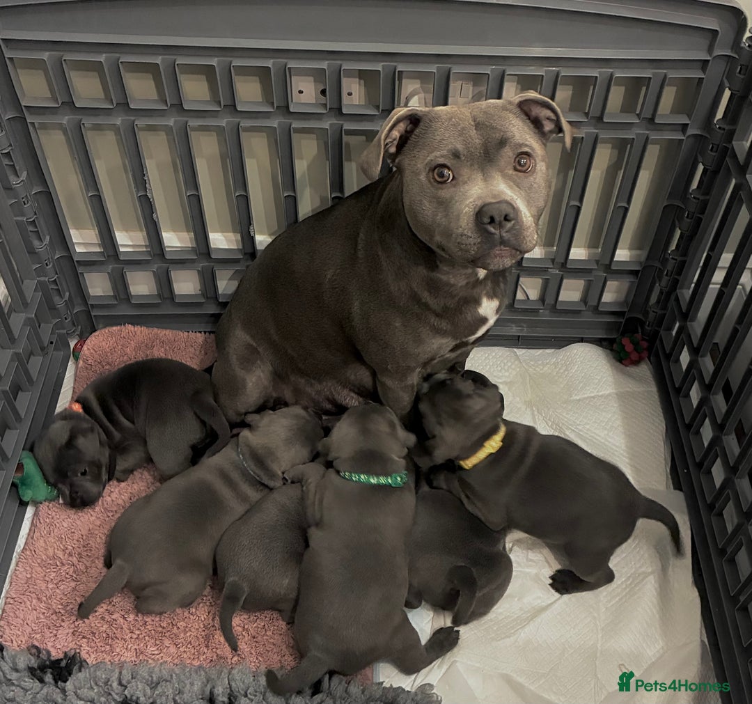 Staffordshire Bull Terrier dogs for sale: Pedigree Blue Staffordshire pups - Advert 17