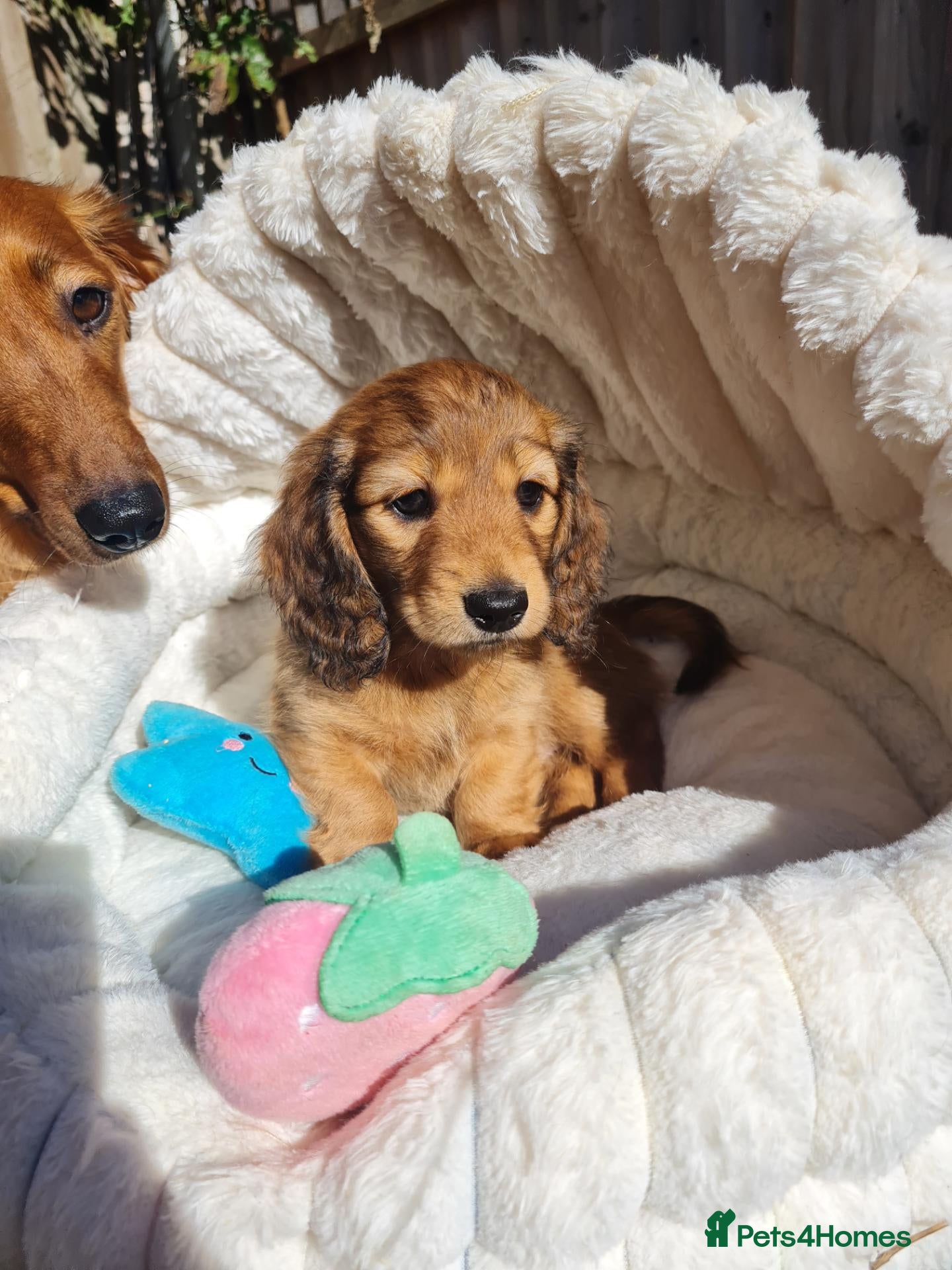 Dachshund dogs Pra clear,Last 3 beautiful LH Dachshund puppies💗 - Advert 1