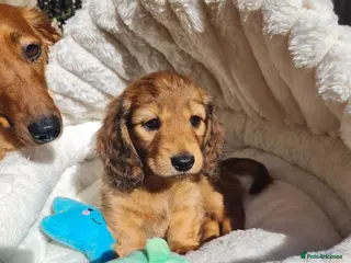 Dachshund dogs Pra clear,Last 3 beautiful LH Dachshund puppies💗 - Advert 1