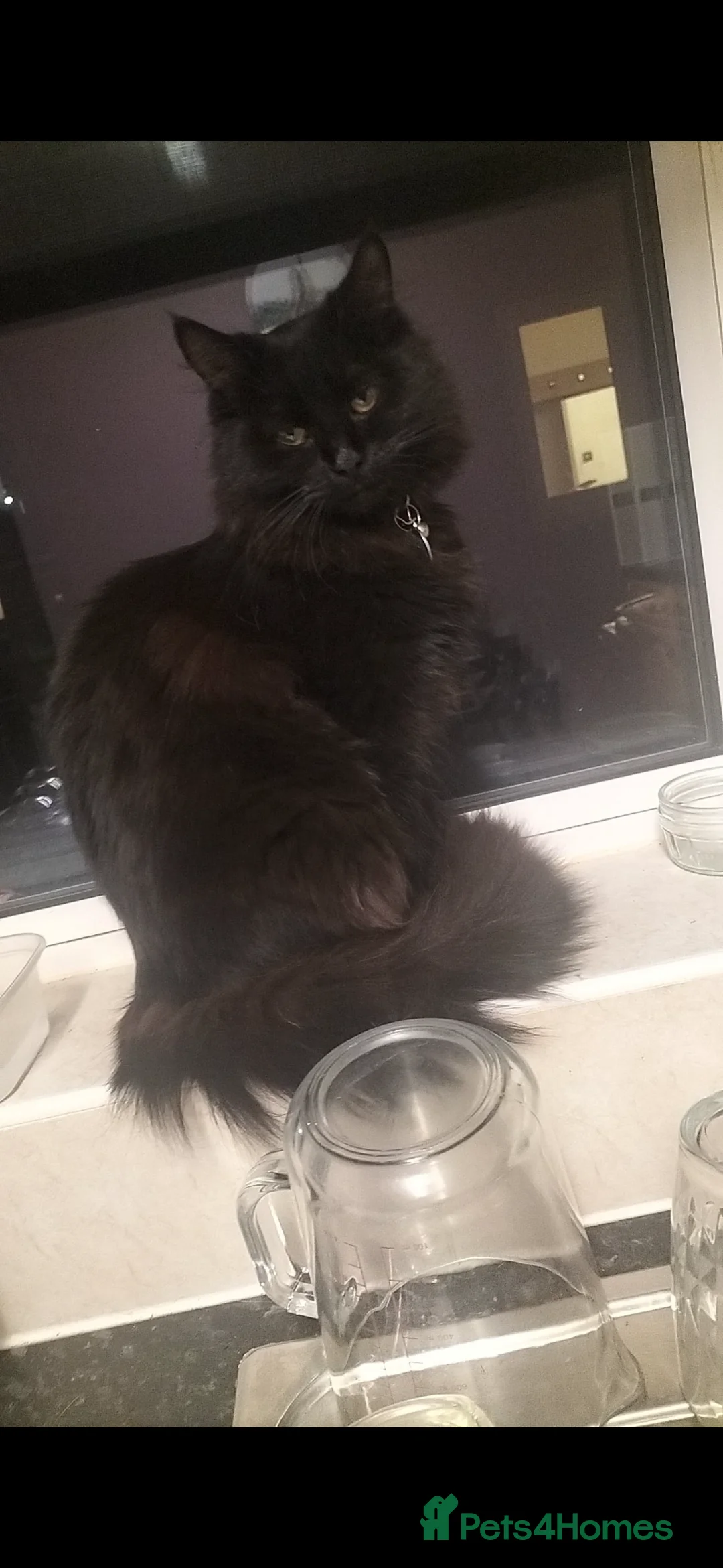 Mixed Breed cats for sale: Maine coon cross kittens - Advert 8