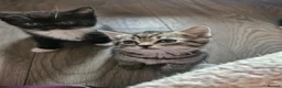 British Shorthair cats for sale: Four beautiful kittens for sale in Fleetwood - Advert 4