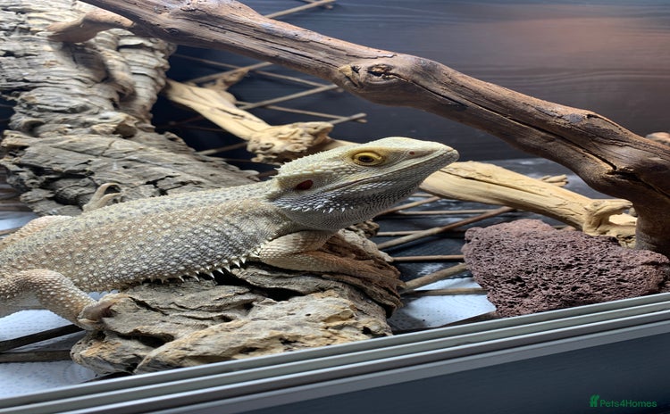 Bearded Dragon reptiles - Advert 4