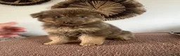 German Shepherd dogs for sale: German Shepherd Puppies Liver Tan Isabella Tan  - Advert 16