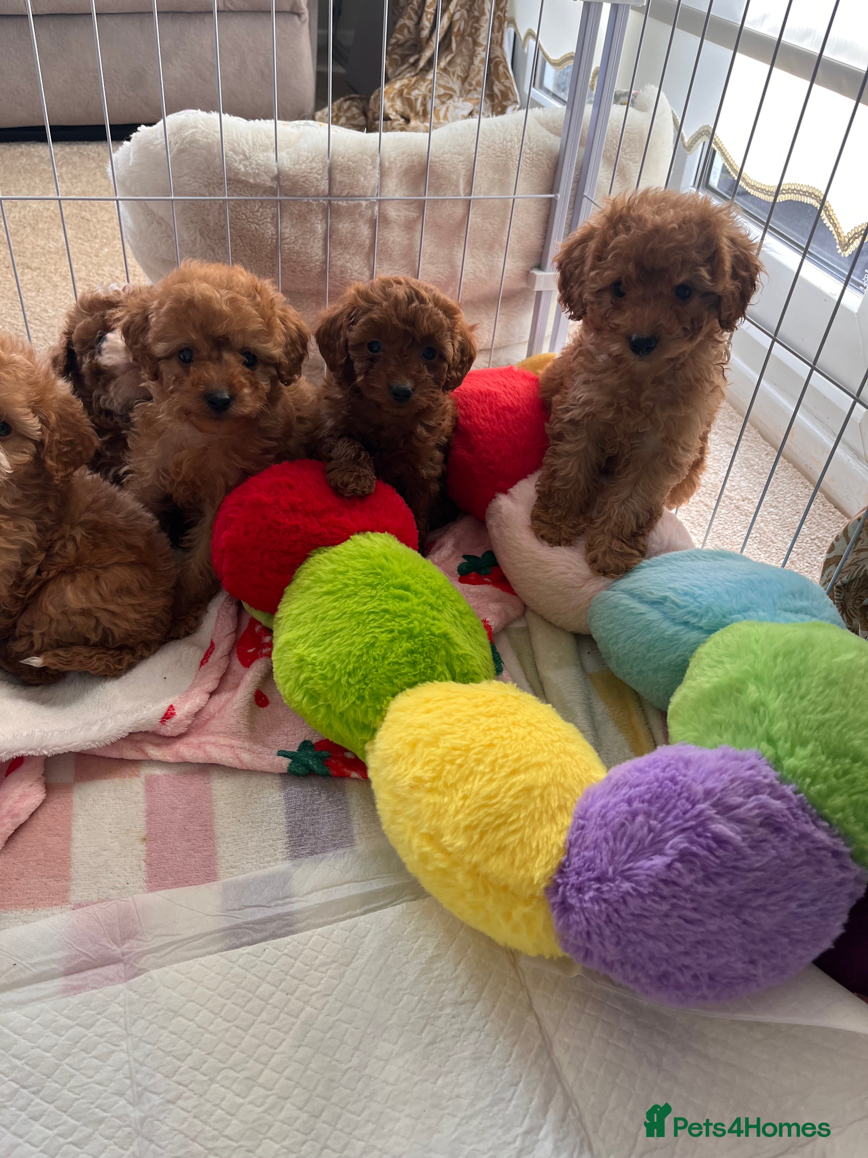 Cavapoo dogs Red Cavapoo pups - Advert 5