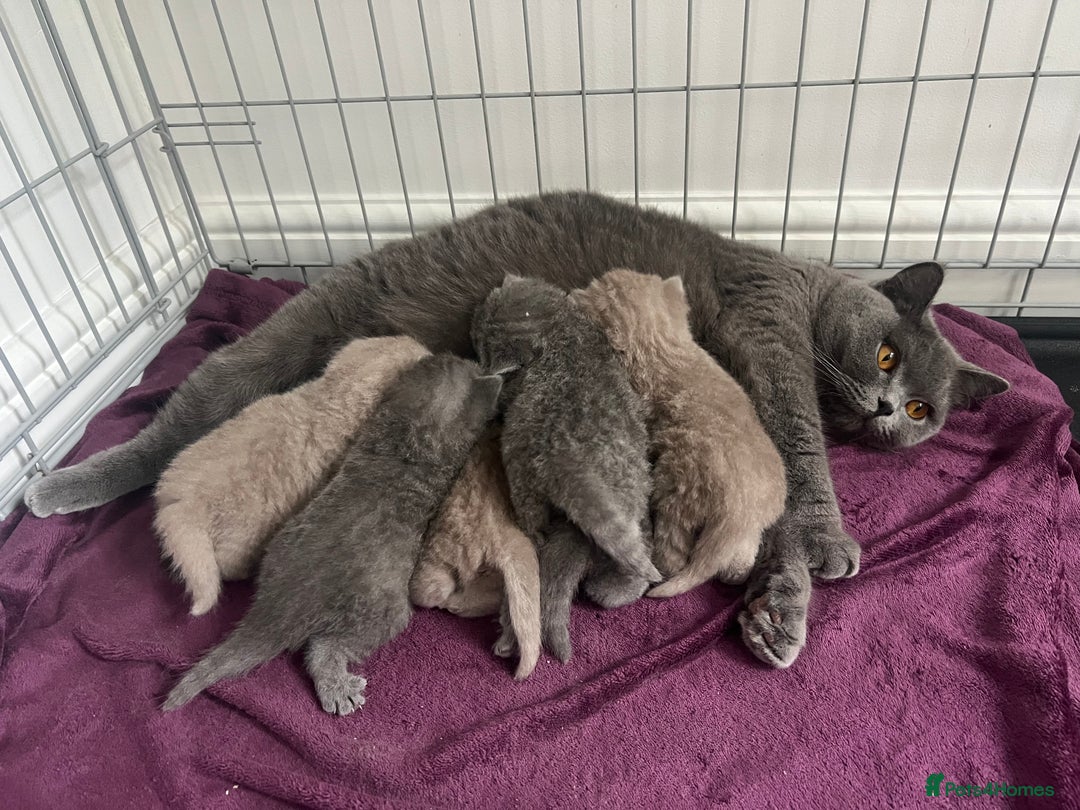 British Shorthair cats for sale: High quality GCCF registered kittens   - Image 7