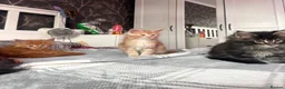 Maine Coon cats for sale: BEAUTIFUL MAINE COON KITTENS LOOKING FOR NEW HOME - Advert 13