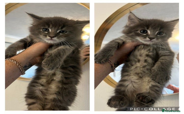 Maine Coon cats - Advert 1