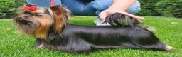 Yorkshire Terrier dogs for sale: Yorkshire terrier litter of 5 in Guildford in Guildford - Advert 8