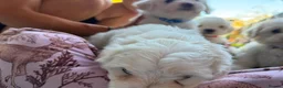 Mixed Breed dogs for sale: Bichon frise  in Bedford - Advert 14