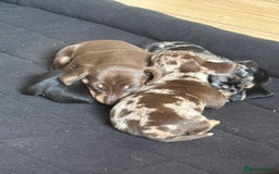 Miniature Dachshund dogs for sale: Miniature dapple Daschunds  - Image 9