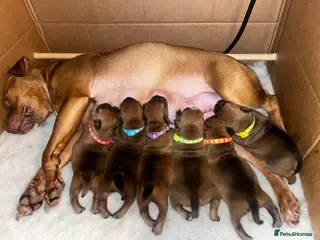 Staffordshire Bull Terrier dogs STUNNING RED STAFFORDSHIRE BULL TERRIER PUPS - Advert 18