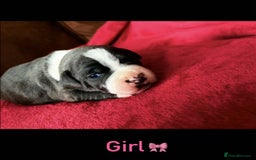 Staffordshire Bull Terrier dogs for sale: Adorable Staffordshire Bull Terrier Puppies  - Image 3