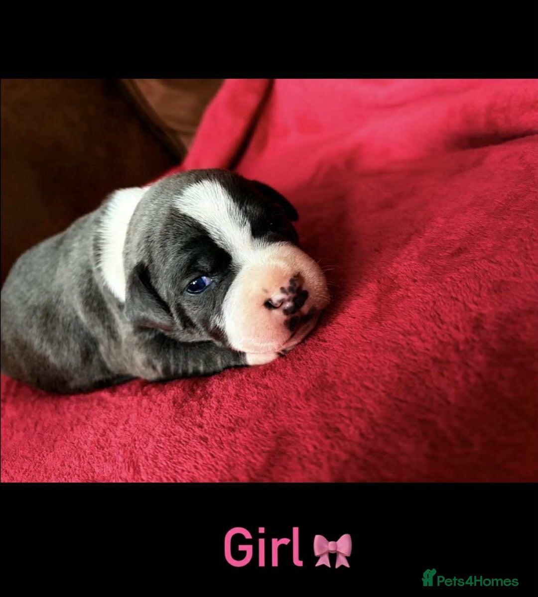 Staffordshire Bull Terrier dogs for sale: Adorable Staffordshire Bull Terrier Puppies  - Image 3