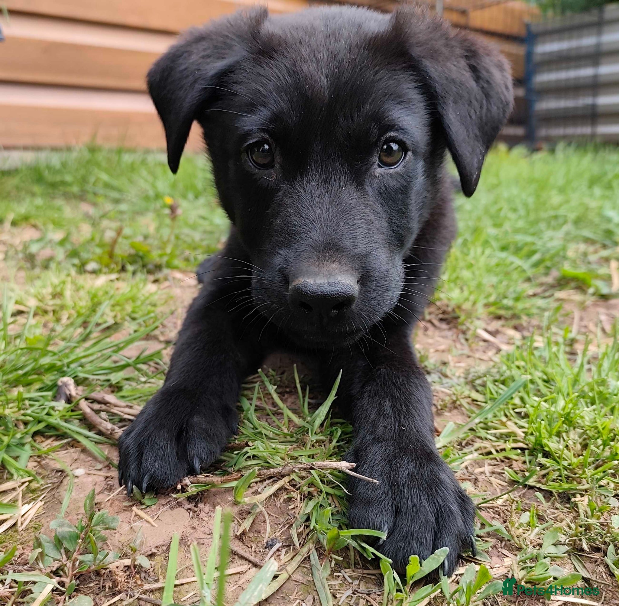 German Shepherd dogs Male Dark Sable German Shepherd Puppy READY TO GO - Advert 5