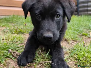 German Shepherd dogs Male Dark Sable German Shepherd Puppy READY TO GO - Advert 5