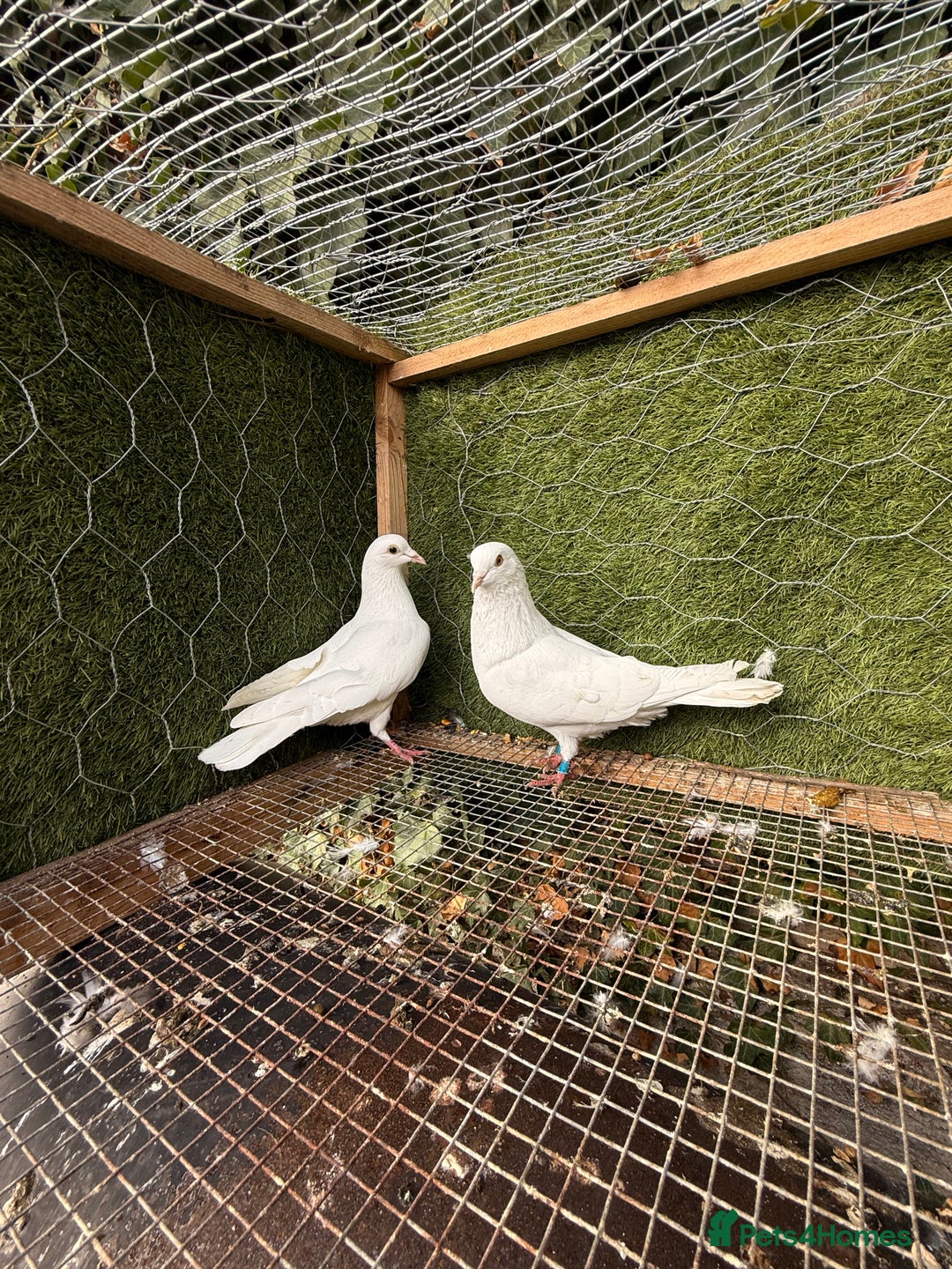 Pigeons birds for sale: Pigeons for sale - Image 24