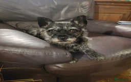 Mixed Breed dogs for sale: 2 year old Pug x westie - Image 2